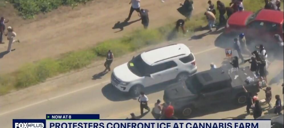 ICE Raids on California Cannabis Farms Spark Violent Clashes and Labor Violations Involving Minors